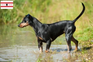 Lees meer over het artikel Duitse Pinscher fokker en pups in Drenthe