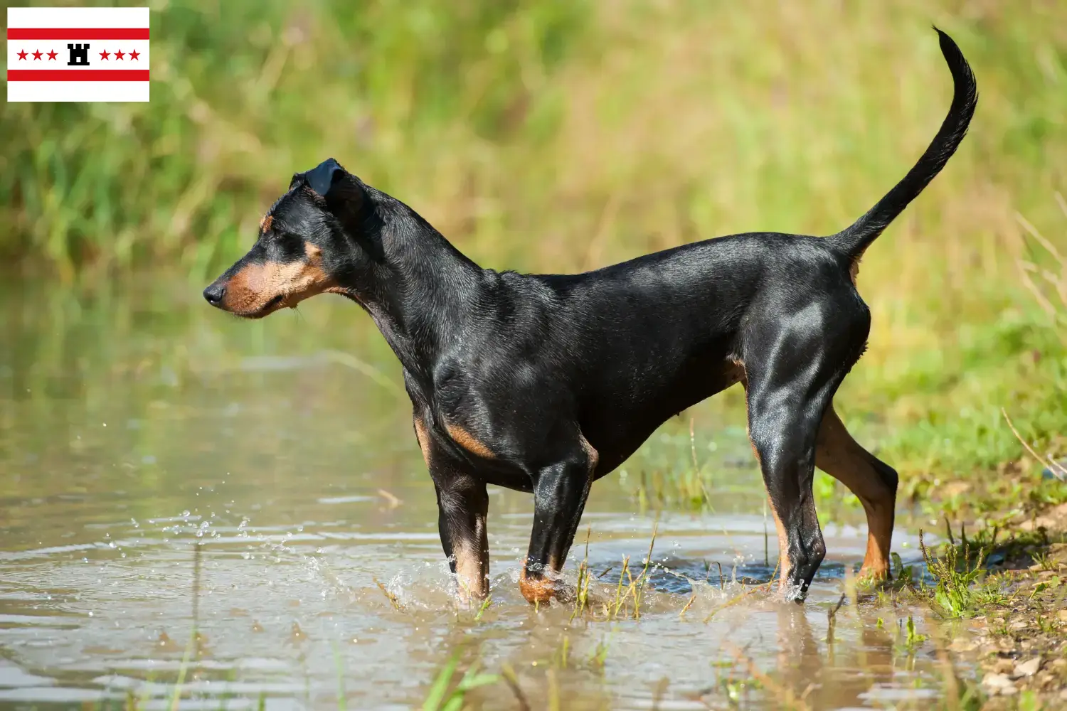 Lees meer over het artikel Duitse Pinscher fokker en pups in Drenthe