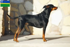 Lees meer over het artikel Duitse Pinscher fokker en pups in Flevoland