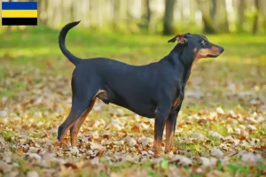 Lees meer over het artikel Duitse Pinscher fokker en pups in Gelderland