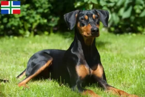Lees meer over het artikel Duitse Pinscher fokker en pups in Groningen