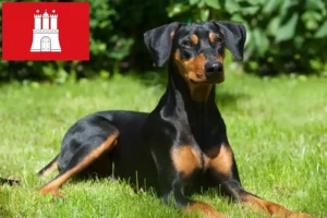 Lees meer over het artikel Duitse Pinscher fokker en pups in Hamburg