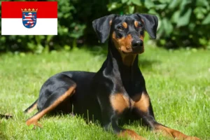 Lees meer over het artikel Duitse Pinscher fokkers en pups in Hessen