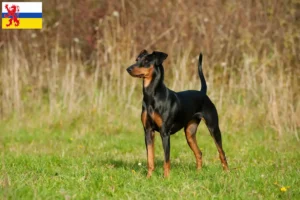 Lees meer over het artikel Duitse Pinscher fokker en pups in Limburg