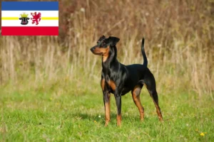 Lees meer over het artikel Duitse Pinscher fokkers en pups in Mecklenburg-Vorpommern