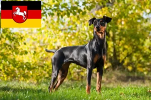Lees meer over het artikel Duitse Pinscher fokkers en pups in Nedersaksen