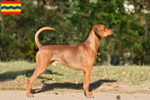 Lees meer over het artikel Duitse Pinscher fokker en pups in Overijssel