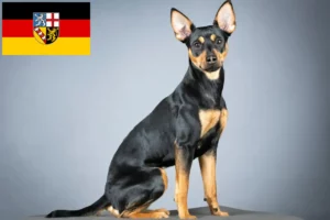 Lees meer over het artikel Duitse Pinscher fokker en pups in Saarland