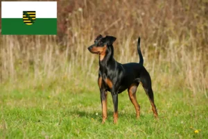 Lees meer over het artikel Duitse Pinscher fokkers en pups in Saksen