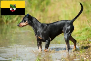 Lees meer over het artikel Duitse Pinscher fokkers en pups in Saksen-Anhalt