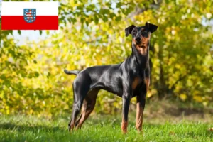 Lees meer over het artikel Duitse Pinscher fokkers en pups in Thüringen