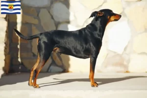Lees meer over het artikel Duitse Pinscher fokker en pups in Zeeland