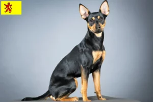 Lees meer over het artikel Duitse Pinscher fokker en pups in Zuid-Holland