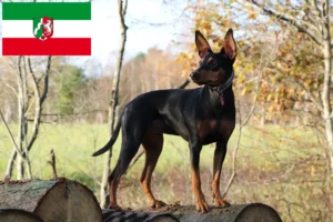 Lees meer over het artikel Duitse Pinscher fokkers en pups in Noordrijn-Westfalen