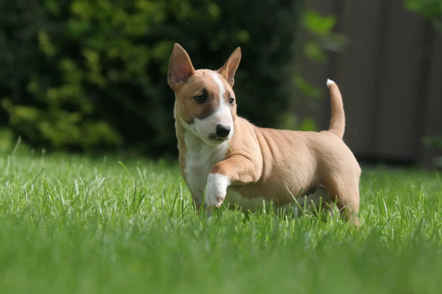 Een Miniature Bull Terrier puppy kopen betekent verantwoordelijkheid nemen! Dwerg Bull Terrier puppy's kopen.