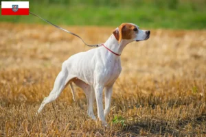Lees meer over het artikel Engelse Pointer fokkers en pups in Thüringen
