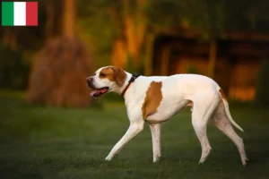 Lees meer over het artikel Engelse Pointer fokkers en pups in Italië