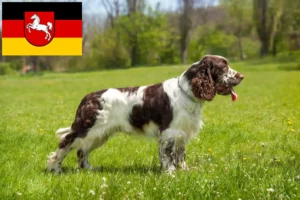 Lees meer over het artikel Engelse Springer Spaniel fokkers en pups in Nedersaksen