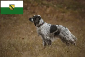 Lees meer over het artikel Engelse Springer Spaniel fokkers en pups in Saksen