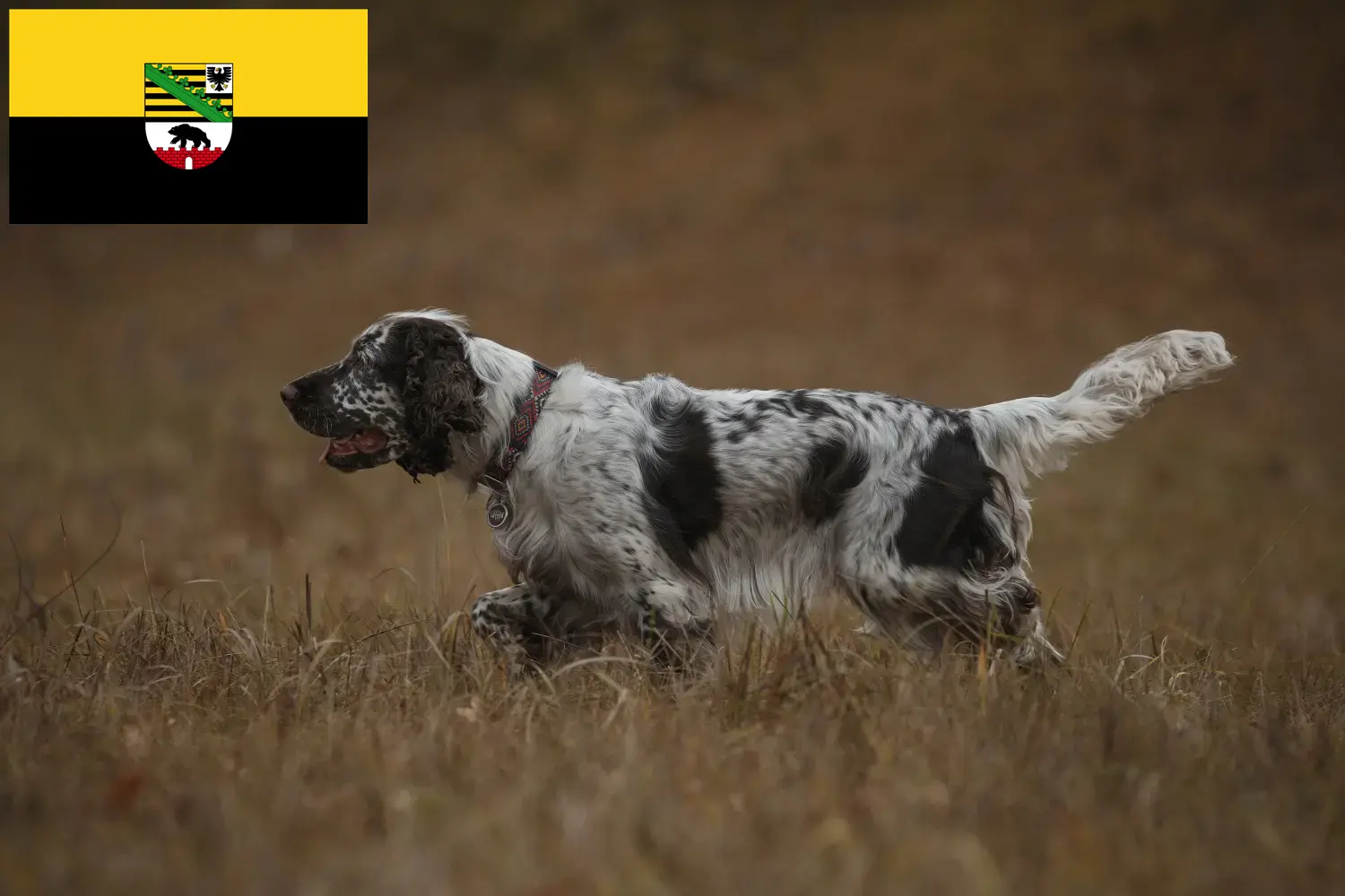 Engelse Springer Spaniel puppy's en fokkers Saksen-Anhalt Hier vind je Engelse Springer Spaniels fokkers in Saksen-Anhalt.