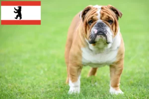 Lees meer over het artikel Engelse Bulldog fokkers en pups in Berlijn