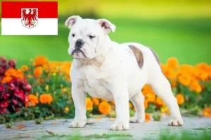Lees meer over het artikel Engelse Bulldog fokkers en pups in Brandenburg