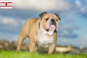 Lees meer over het artikel Engelse Bulldog fokkers en pups in Drenthe