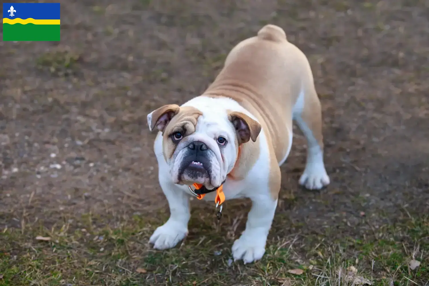 Engelse Bulldog puppies en fokker Flevoland Vind hier Engelse Bulldog fokkers in Flevoland.