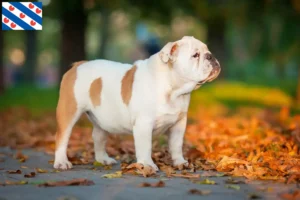 Lees meer over het artikel Engelse Bulldog fokkers en pups in Friesland