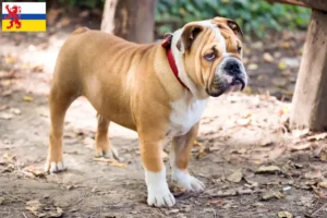 Lees meer over het artikel Engelse Bulldog fokker en pups in Limburg