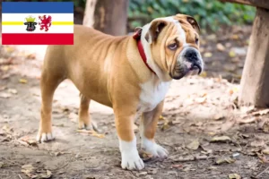 Lees meer over het artikel Engelse Bulldog fokkers en pups in Mecklenburg-Vorpommern