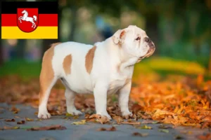 Lees meer over het artikel Engelse Bulldog fokkers en pups in Nedersaksen