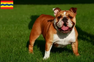Lees meer over het artikel Engelse Bulldog fokkers en pups in Overijssel