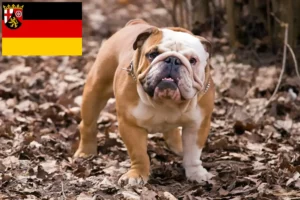 Lees meer over het artikel Engelse Bulldog fokkers en pups in Rijnland-Palts