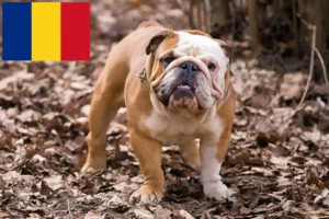 Lees meer over het artikel Engelse Bulldog fokkers en pups in Roemenië