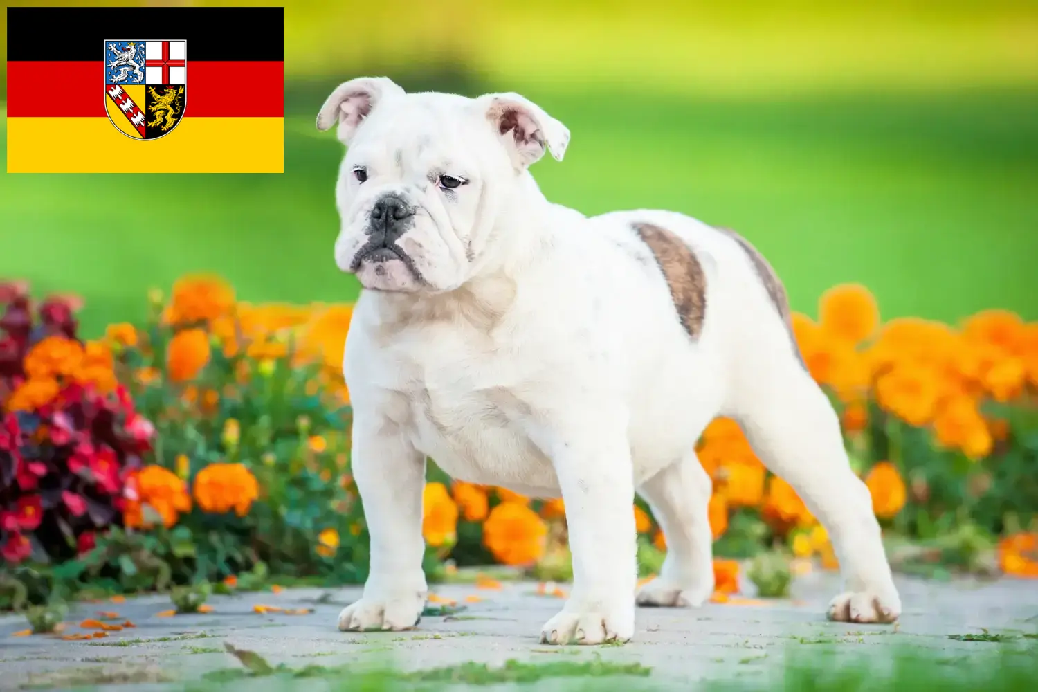 Lees meer over het artikel Engelse Bulldog fokkers en pups in Saarland
