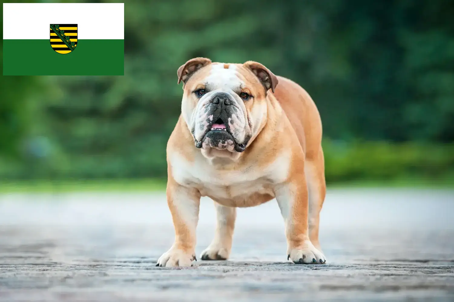 Engelse Bulldog puppies en fokker Saksen Hier vind je Engelse Bulldog fokkers in Saksen.