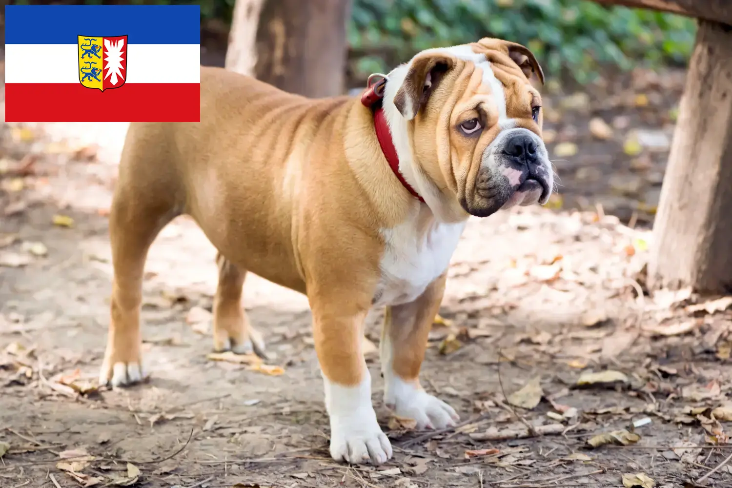 Engelse Bulldog puppies en fokker Sleeswijk-Holstein Hier vind je Engelse Bulldog fokkers in Sleeswijk-Holstein.