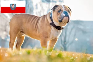 Lees meer over het artikel Engelse Bulldog fokkers en pups in Thüringen