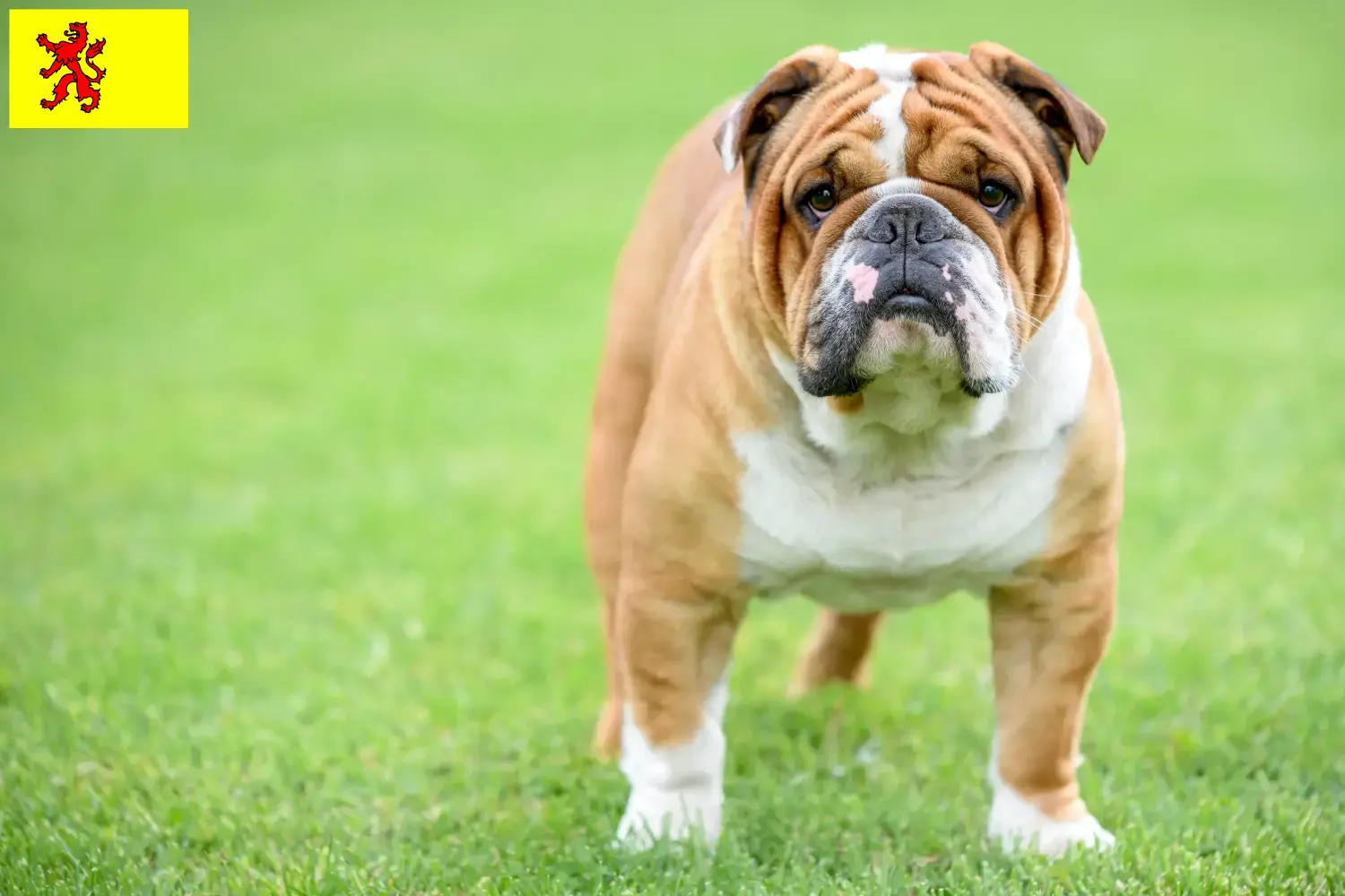 Engelse Bulldog puppies en fokker Zuid-Holland Vind hier Engelse Bulldog fokkers in Zuid-Holland.