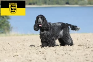 Lees meer over het artikel Engelse Cocker Spaniel fokkers en pups in Baden-Württemberg
