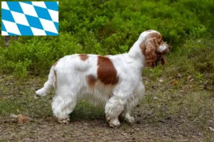 Lees meer over het artikel Engelse Cocker Spaniel fokkers en puppies in Beieren