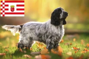 Lees meer over het artikel Engelse Cocker Spaniel fokker en pups in Bremen