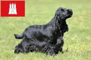 Lees meer over het artikel Engelse Cocker Spaniel fokker en pups in Hamburg