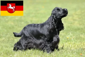 Lees meer over het artikel Engelse Cocker Spaniel fokkers en pups in Nedersaksen