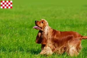 Lees meer over het artikel Engelse Cocker Spaniel fokkers en pups in Noord-Brabant
