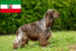 Lees meer over het artikel Engelse Cocker Spaniel fokkers en pups in Noordrijn-Westfalen