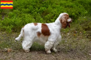 Lees meer over het artikel Engelse Cocker Spaniel fokkers en pups in Overijssel