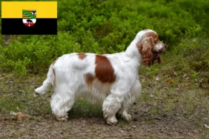 Lees meer over het artikel Engelse Cocker Spaniel fokkers en pups in Saksen-Anhalt