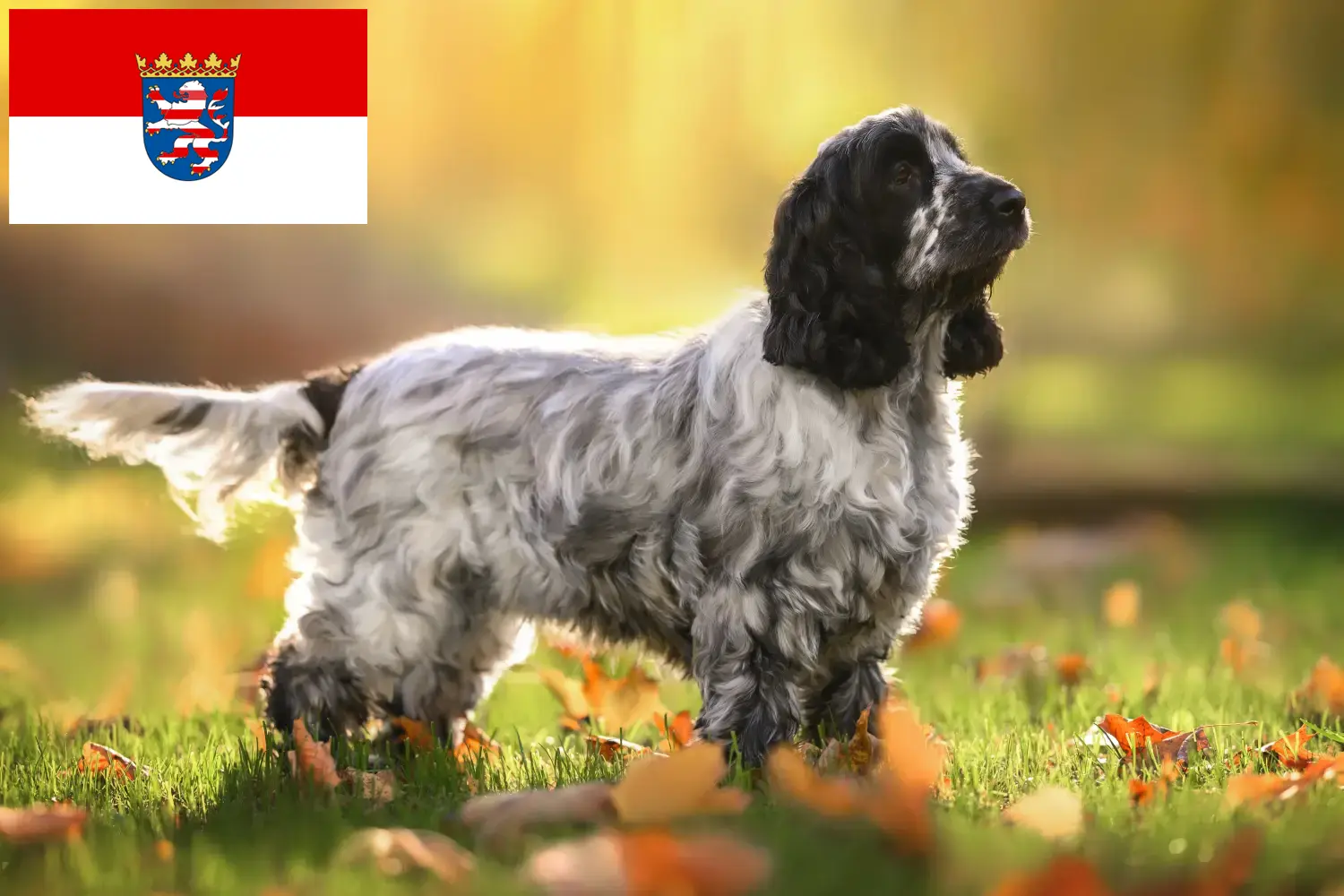 Engelse Cocker Spaniel puppies en fokkers Hessen Vind hier Engelse Cocker Spaniels fokkers in Hessen.